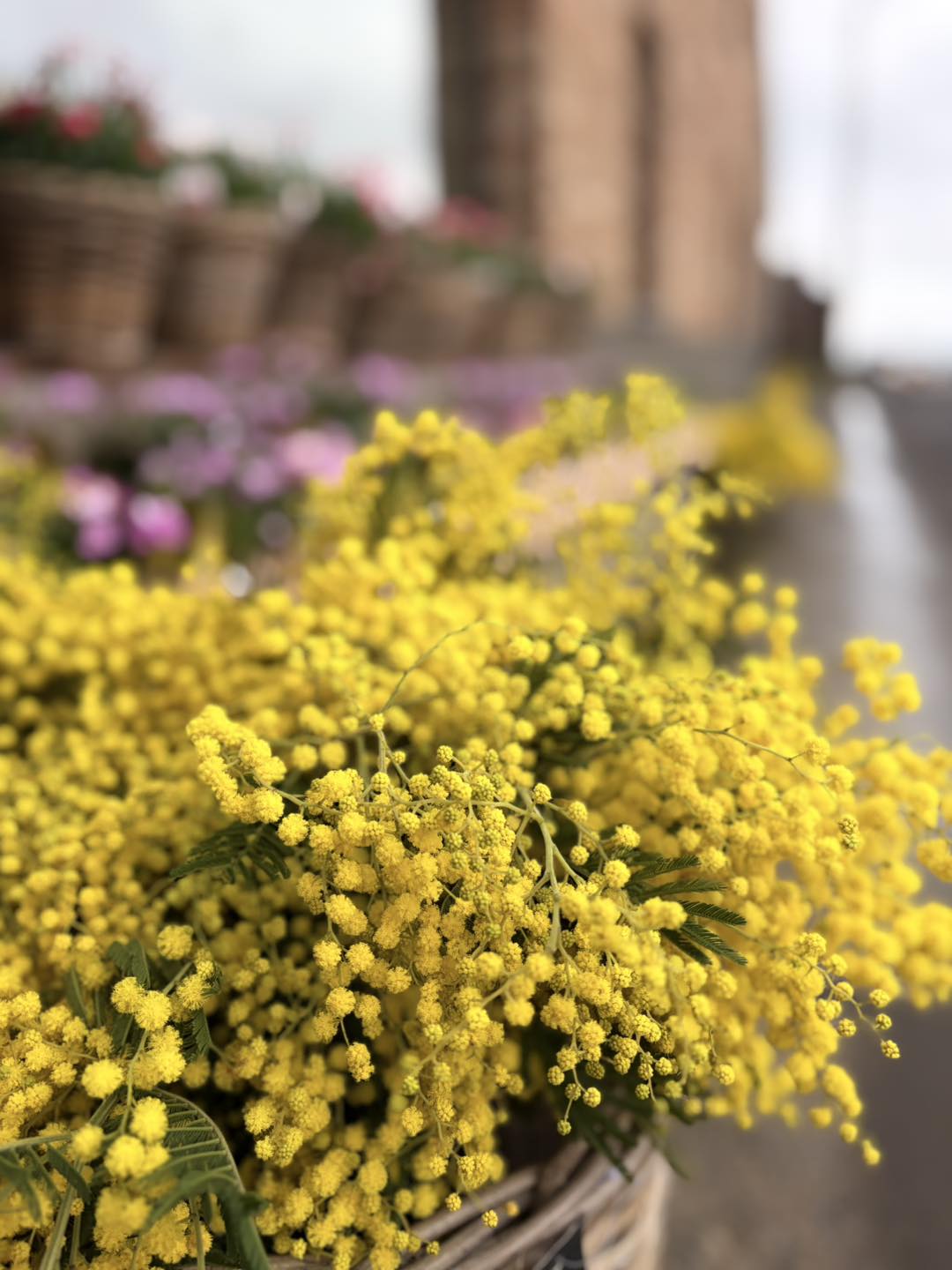 Mimosa jaune en composition — Maison Muscari